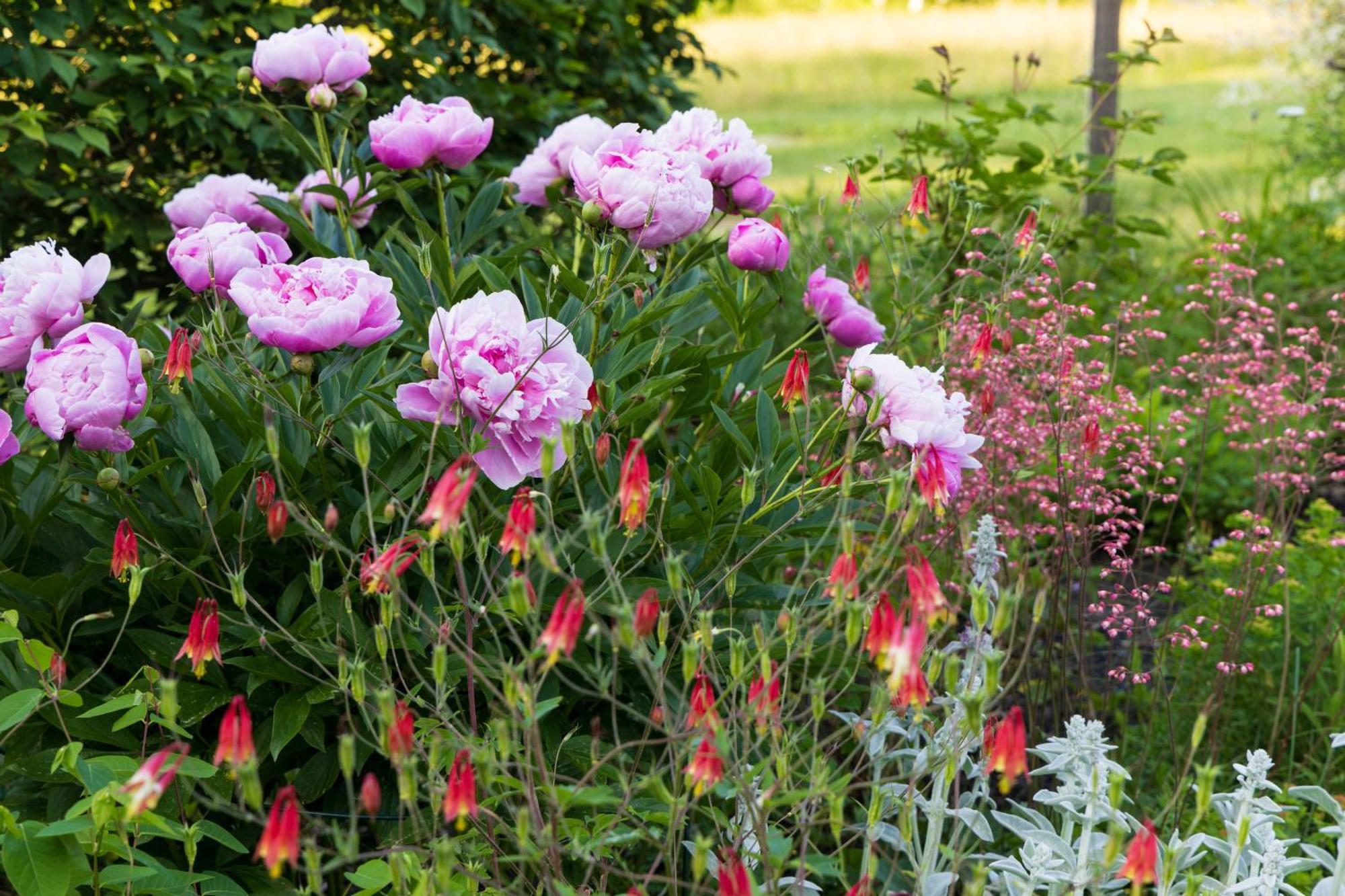 Maguire House Bed And Breakfast Ashburnham Esterno foto